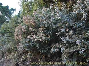 Photograph of Senecio cymosus